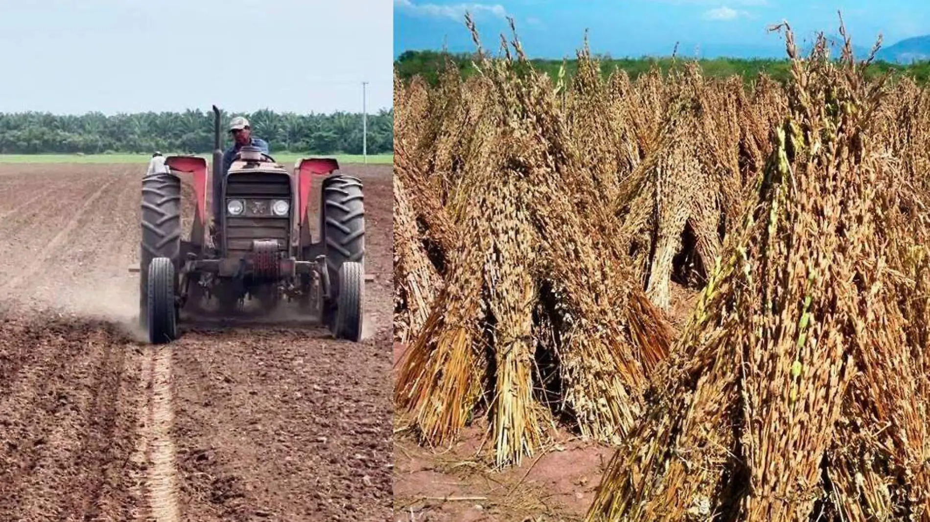 Productores de ajonjolí